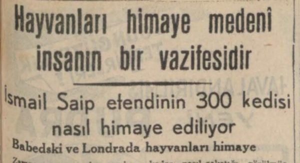 “İsmail Saip Efendi’nin 300 kedisi nasıl himaye ediliyor” başlıklı yazı