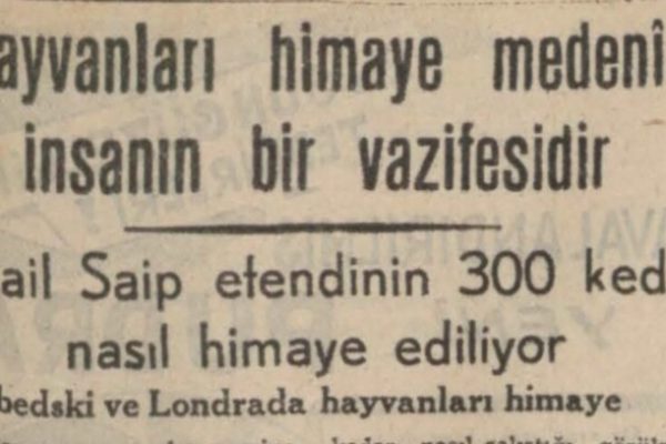 “İsmail Saip Efendi’nin 300 kedisi nasıl himaye ediliyor” başlıklı yazı